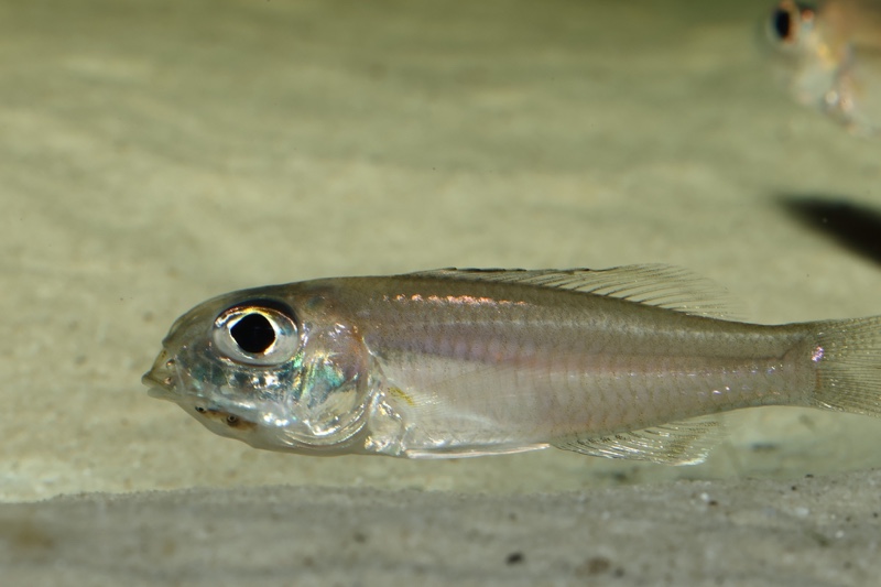 Trematocara marginatum 'Kigoma area'